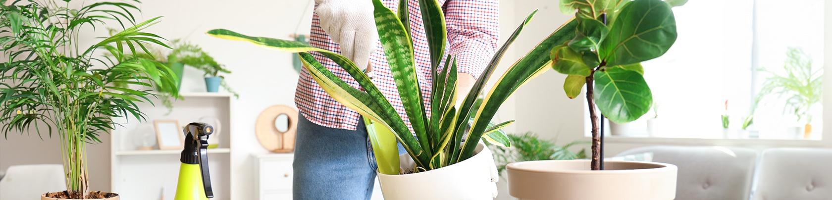 Guida alle piante da interno più resistenti 