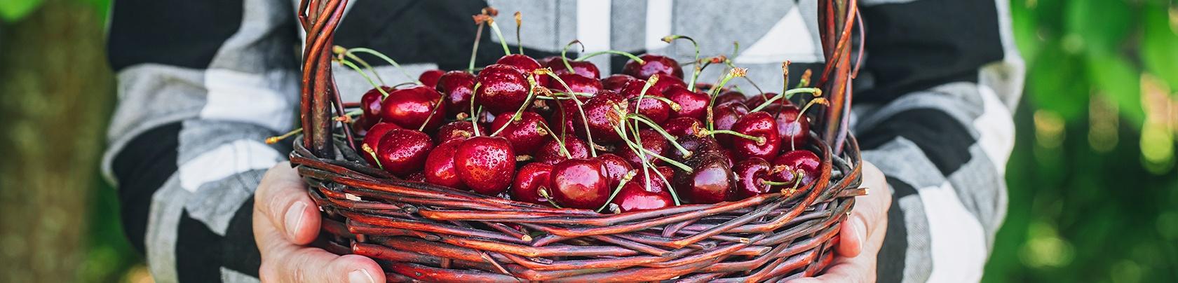 Proprietà delle ciliegie, benefici e varietà
