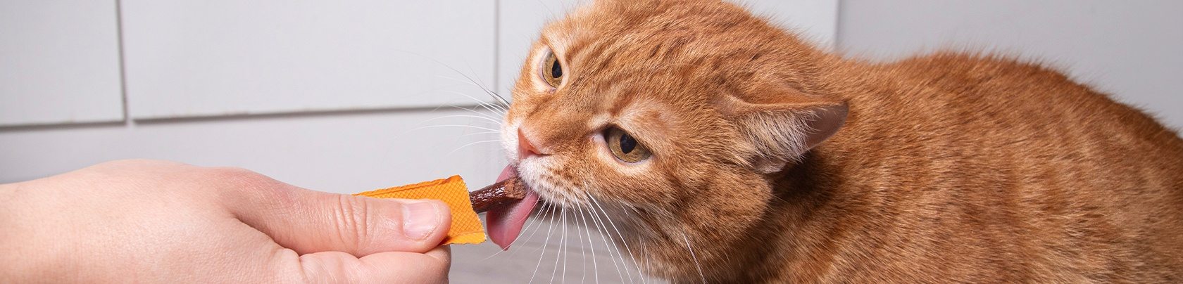 Snack per gatti: benefici e consigli per sceglierli