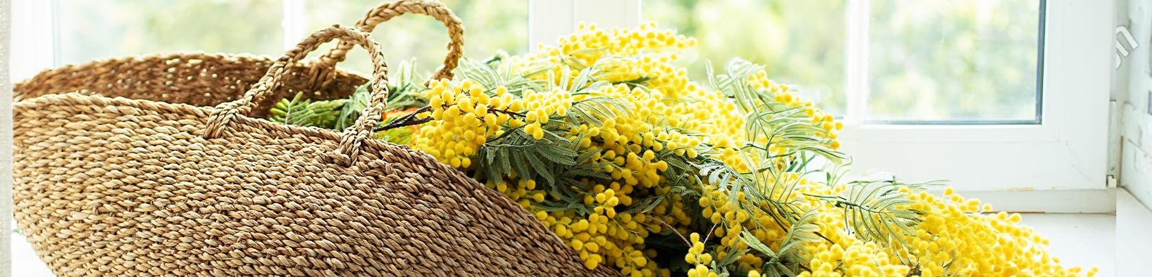 Il significato della Mimosa per la Festa della Donna