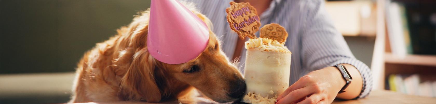 Torte per cani: migliori ricette facili e sicure