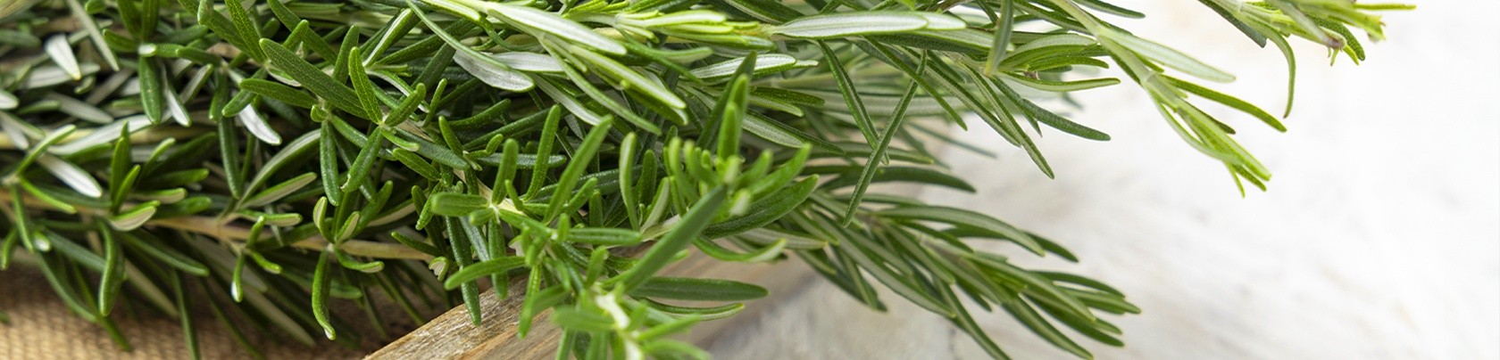 Rosmarino: proprietà, benefici e come usarlo per il tuo benessere