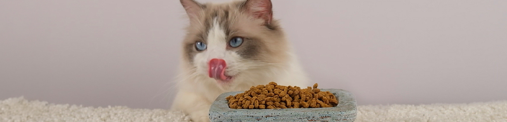 Come scegliere cibo per gatti per un’alimentazione sana e consapevole