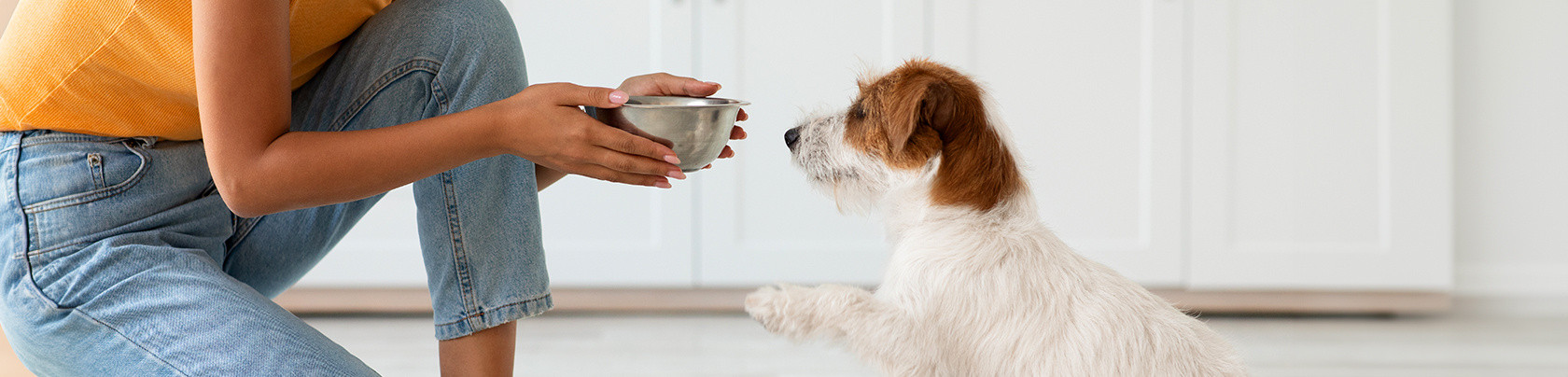 Come scegliere il miglior cibo per cani