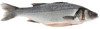 770*BRANZINO EVISC.TW - Foto 1 di 3