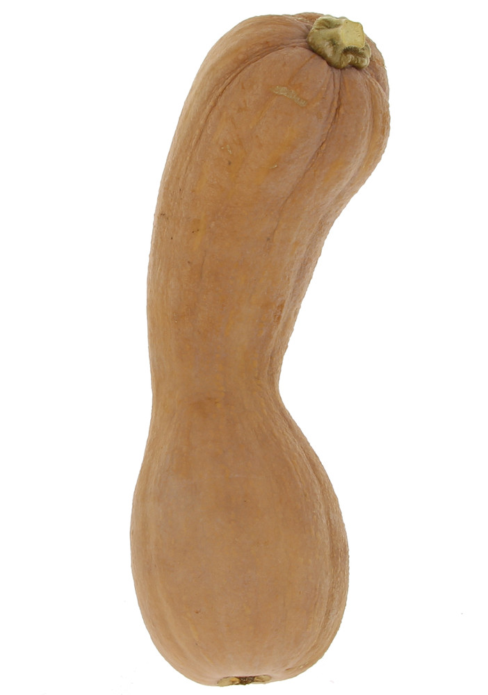 Zucca Violina (butternut) - Foto 1