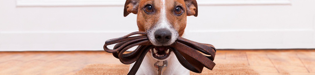Come scegliere il collare per cane più adatto al nostro cucciolo