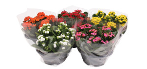 Kalanchoe In Vaso Cm.23 Colori Vari - Foto 1