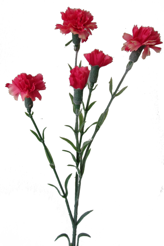 Garofanella Rosa - Foto 1