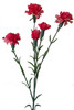 Garofanella Rosa