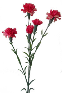 Garofanella Rosa - Foto 1