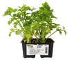 Sedano Verde In Pack Da 6