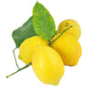 LIMONI FOGLIA* - Foto 1 di 1