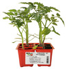 Pomodoro Datterino X6