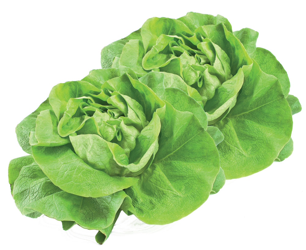 Insalata Lattuga - Foto 1