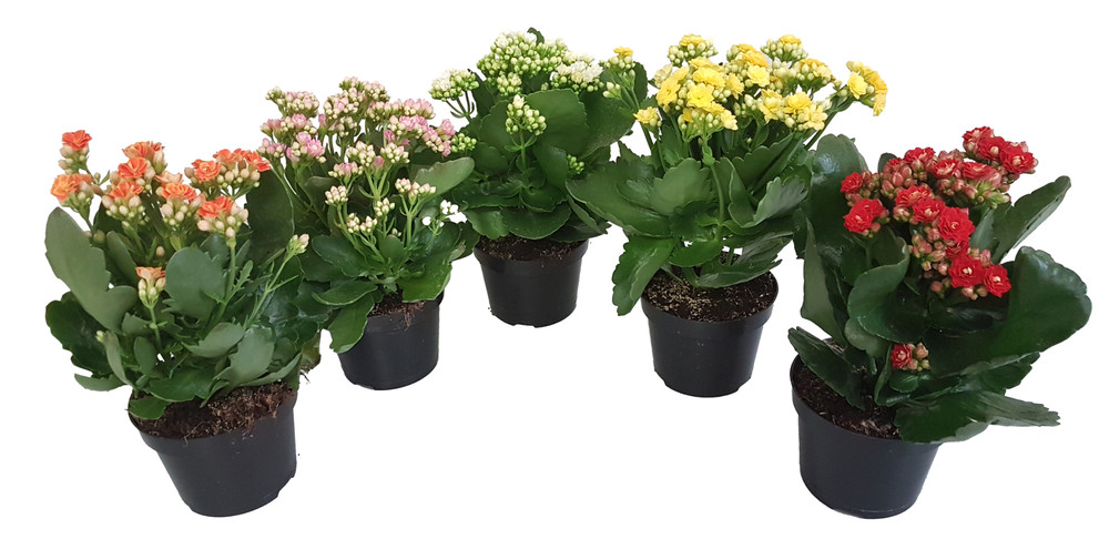 Kalanchoe In Vaso Cm.9 Colori Vari - Foto 1