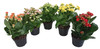 Kalanchoe In Vaso Cm.9 Colori Vari