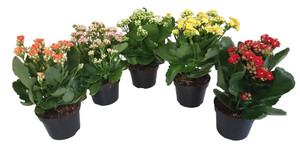 Kalanchoe In Vaso Cm.9 Colori Vari - Foto 1