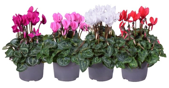Mini Ciclamino Superserie Colori Vari In Vaso Diametro 10,5cm - Foto 1