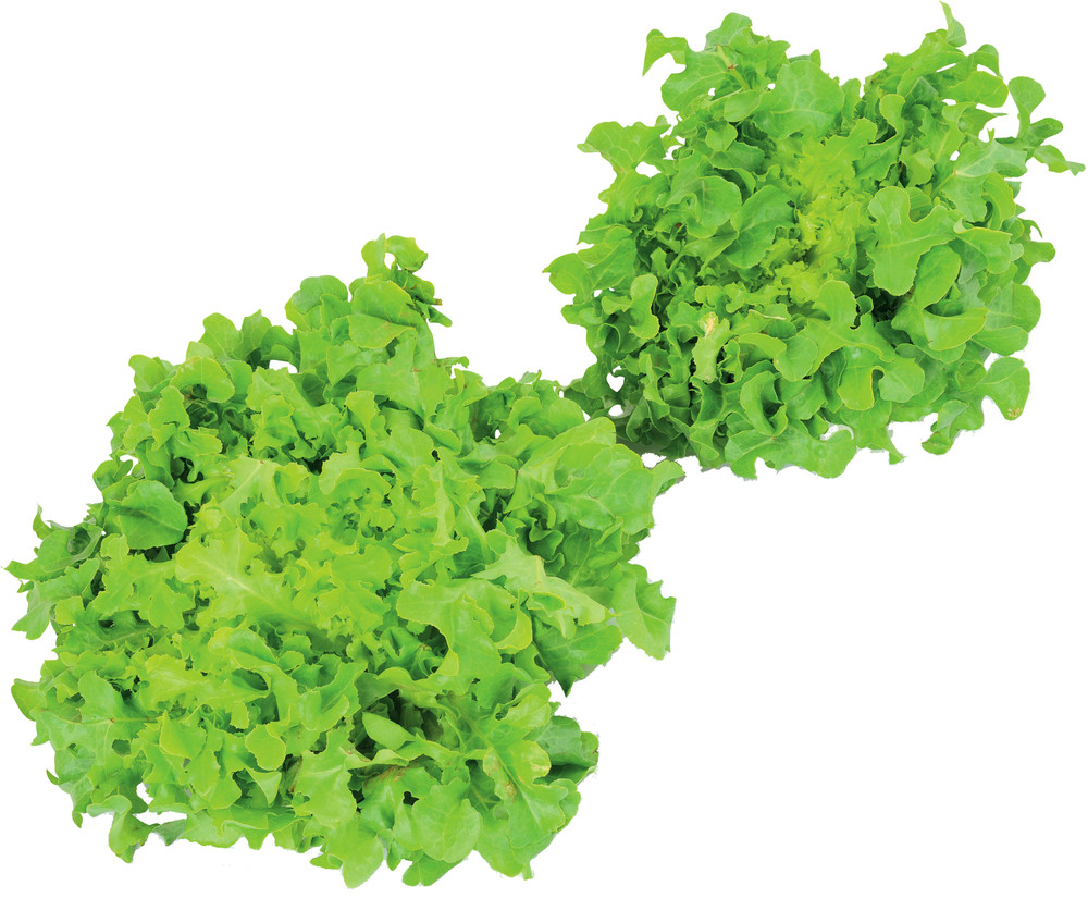 Insalata Lollo - Foto 1