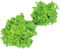 Insalata Lollo