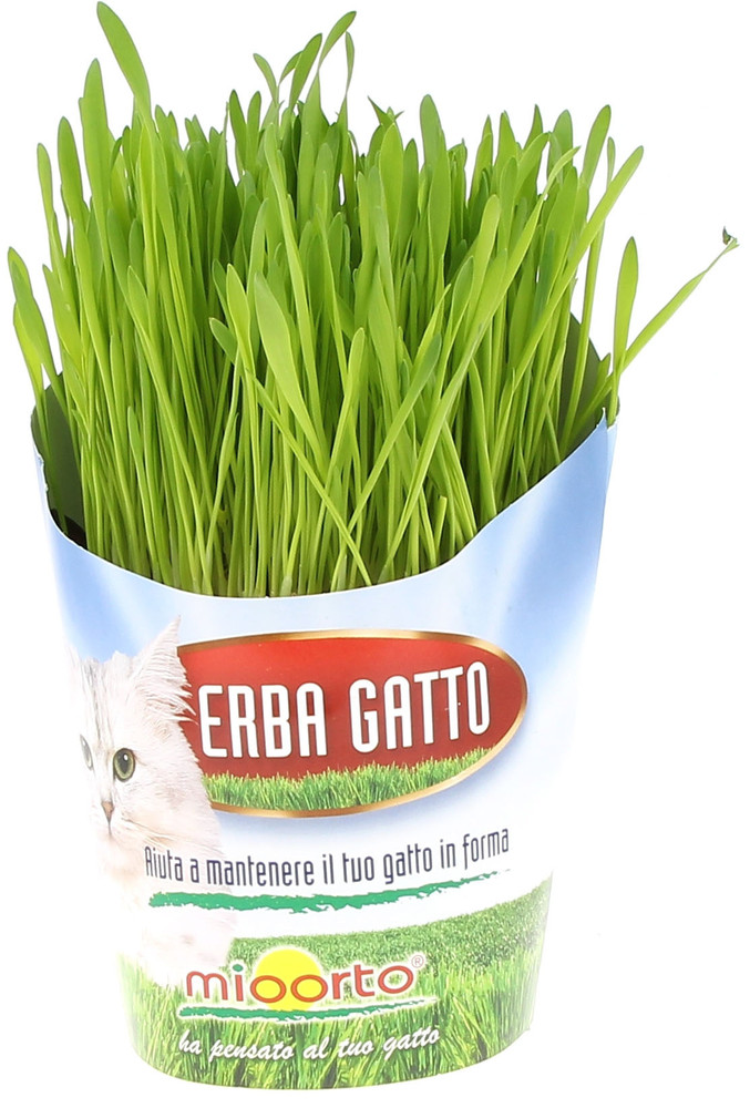 Erba Gatto - Foto 1