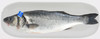 30 BRANZINO(CROAZIA) - Foto 2 di 3