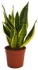 Sanseveria Vaso Diametro Cm 12