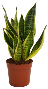 Sanseveria Vaso Diametro Cm 12 - Foto 1