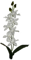 Orchidea Bianco