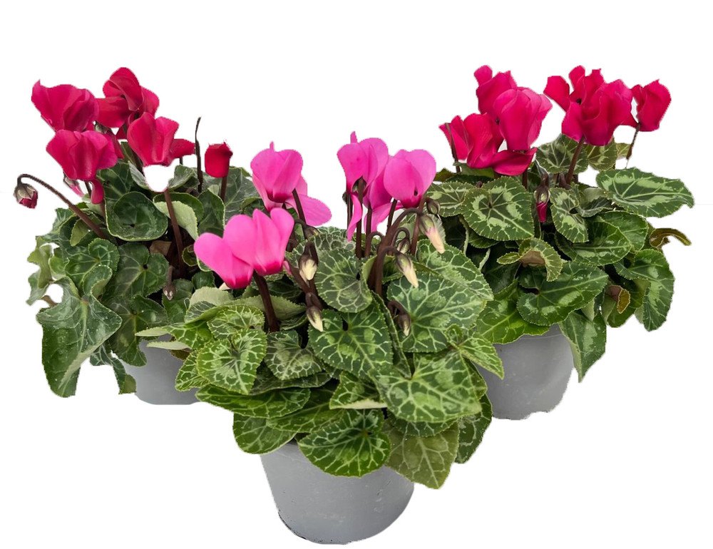 Ciclamino Mini In Vaso Da Cm.10,5 Colori Assortiti - Foto 1
