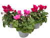 Ciclamino Mini In Vaso Da Cm.10,5 Colori Assortiti