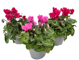 Ciclamino Mini In Vaso Da Cm.10,5 Colori Assortiti - Foto 1