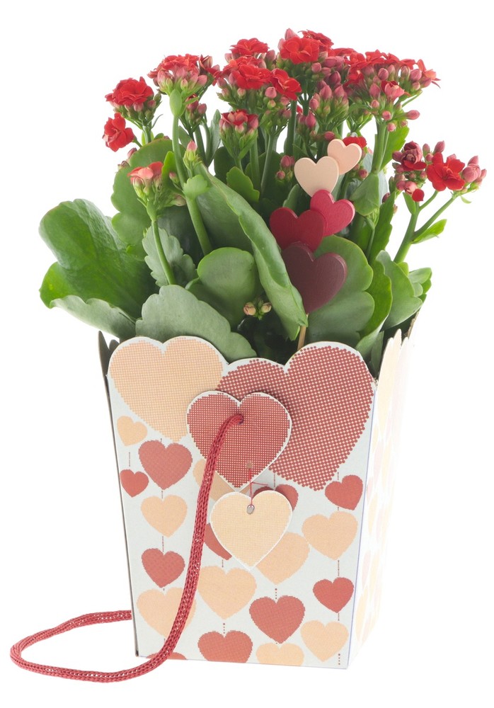 Kalanchoe Colori Vari In Borsa Cartone - Foto 1