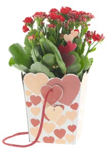 Kalanchoe Colori Vari In Borsa Cartone - Foto 1