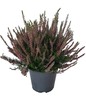 Calluna Mix Diametro Cm.14