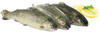 161TROTA IRIDEA FIL.BE - Foto 1 di 3