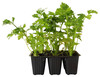 Sedano Verde In Pack Da 6