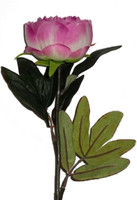Peonia Rosa