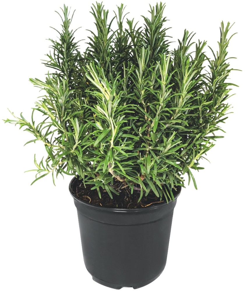 Rosmarino  In Vaso Cm.14 - Foto 1