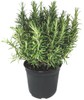 Mix Piante Aromatiche