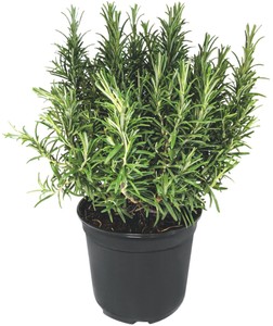 Rosmarino  In Vaso Cm.14 - Foto 1