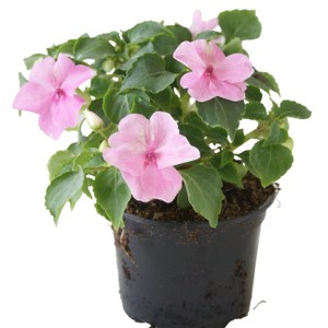 Impatiens Diametro Cm 10 - Foto 1