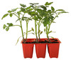Pomodoro Datterino X6