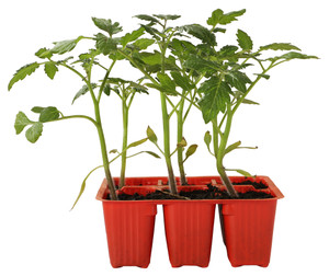 Pomodoro Datterino X6 - Foto 1
