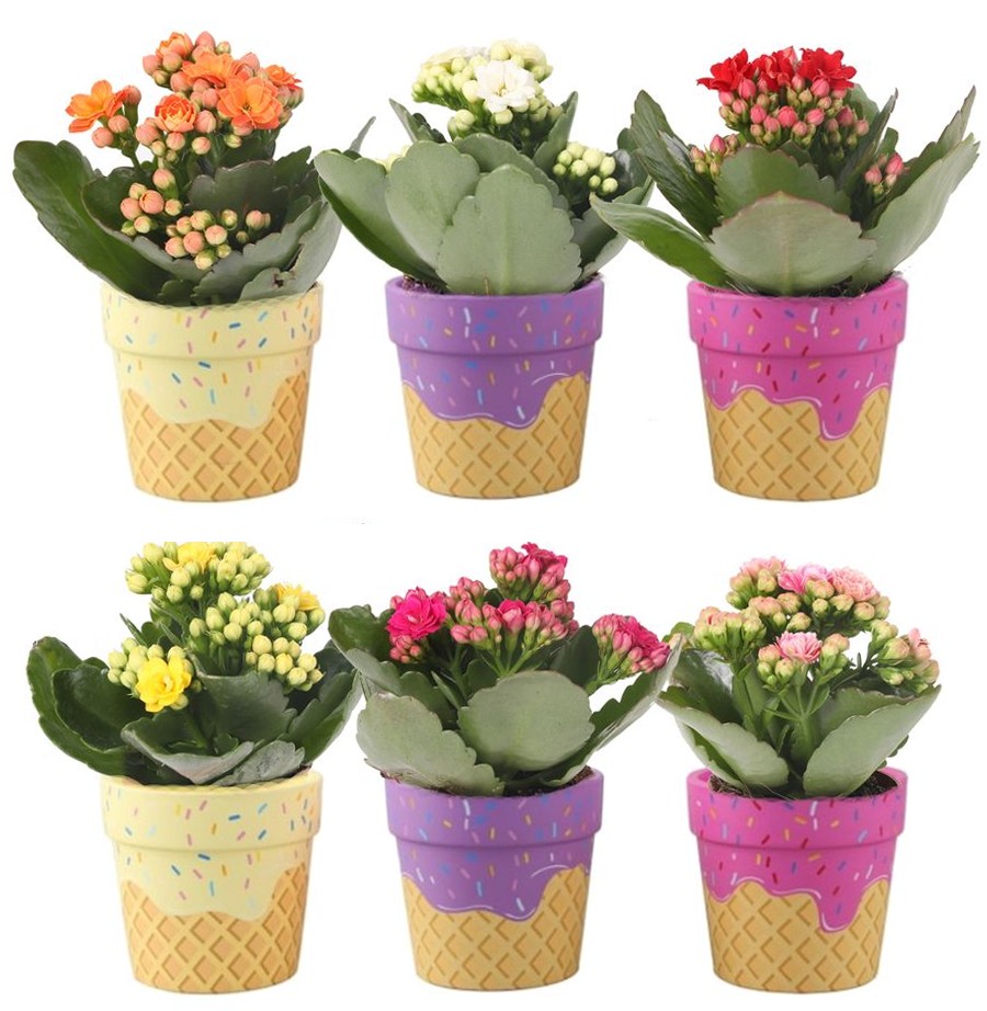 Kalanchoe In Vaso Diametro Cm 6 Ceramica Colori Vari - Foto 1