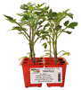 Pomodoro Grappolo In Pack Da 6