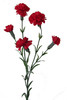 T3*GAROFANELLA ROSSA