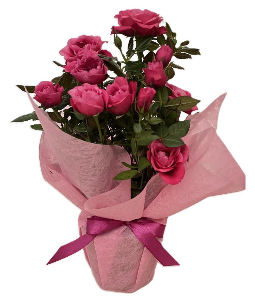 Rose In Vaso Diametro Cm 12 Confezionata In Tessuto - Foto 1