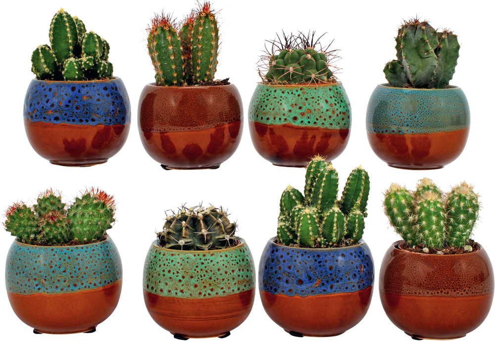 Cactus In Vaso Ceramica Cm.6 Modelli Assortiti